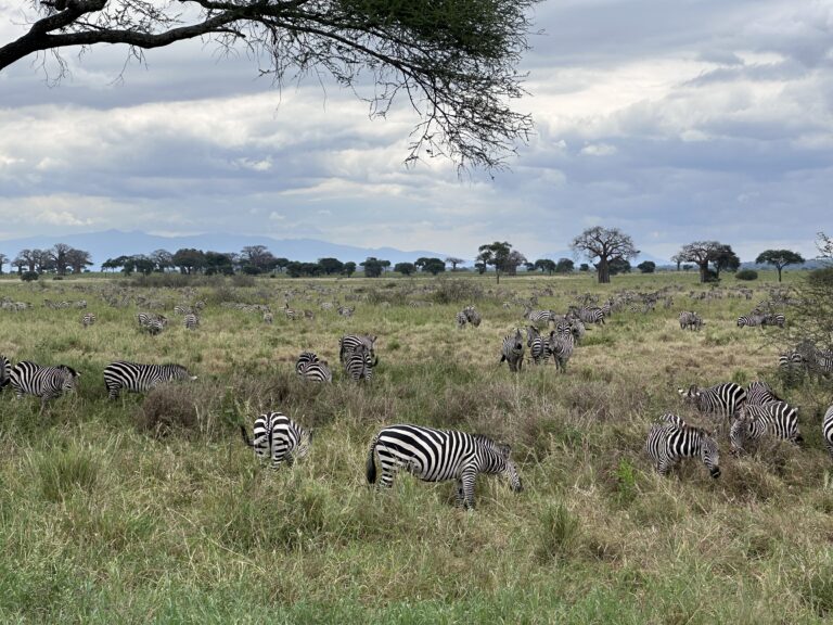 5 Day Best of Tanzania Safari