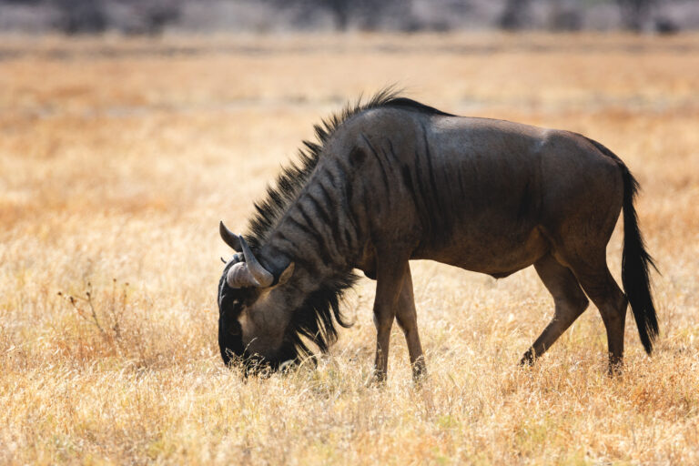 7-Day Western Corridor Wildebeest Migration Safari