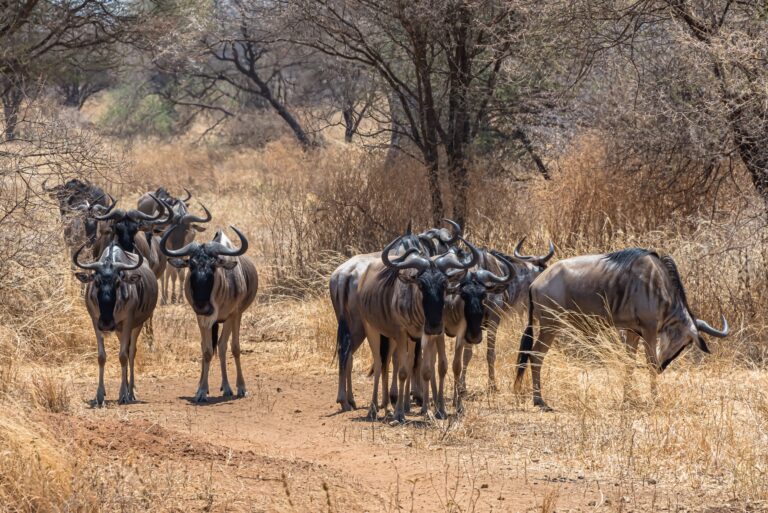 4-Day Luxury Wilderness Safari
