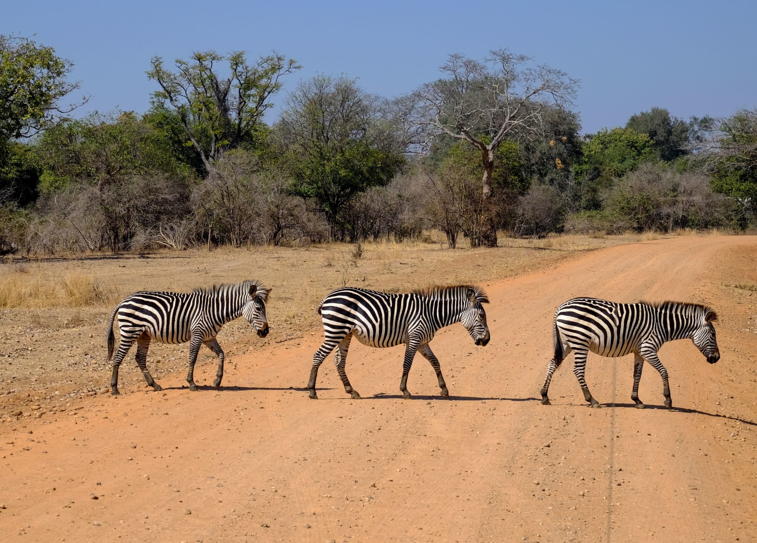 A beautiful shot of three zebras crossing the road in safari with trees on the background