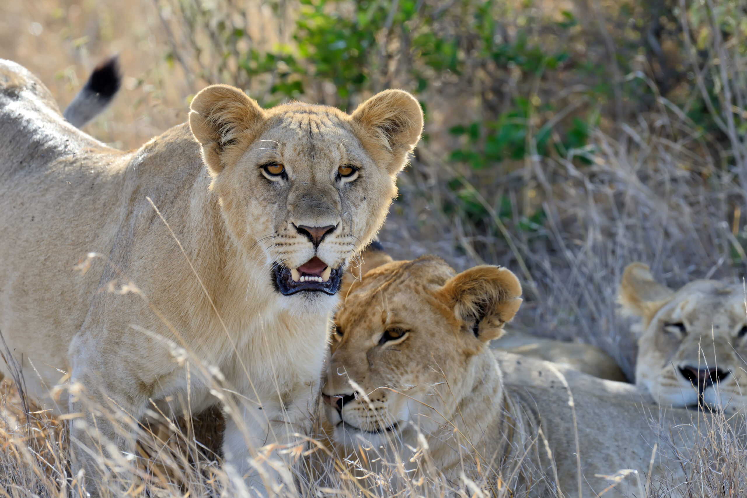 Close lion in National park of Kenya, Africa