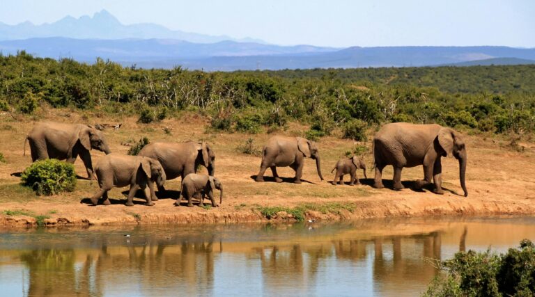 7-Day Great Migration Luxury Safari