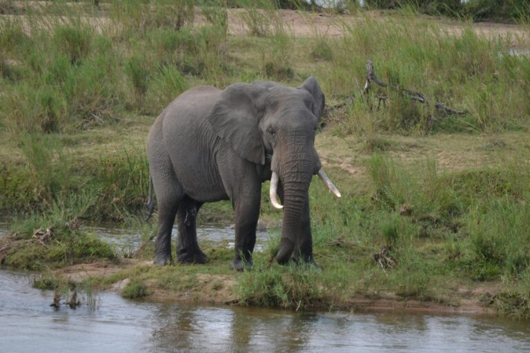 9-Day Great Migration Safari Crossing Mara River