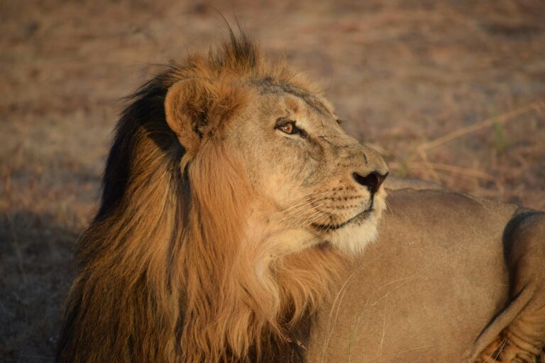 3 Day Taste of Tanzanian Safari.