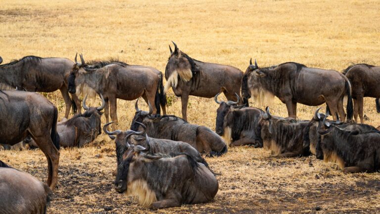 7-Day Wild Great Migration Tanzania – Mid Range