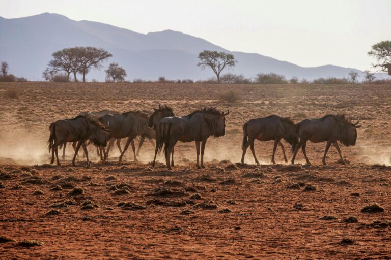 7-Day Great Migration Luxury Safari